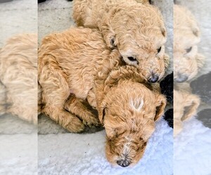 Medium Poodle (Standard)
