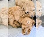 Puppy 5 Poodle (Standard)