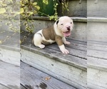 Small #1 American Bulldog