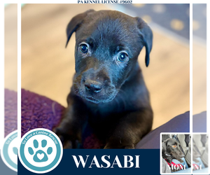 Labrador Retriever Dogs for adoption in Kimberton, PA, USA