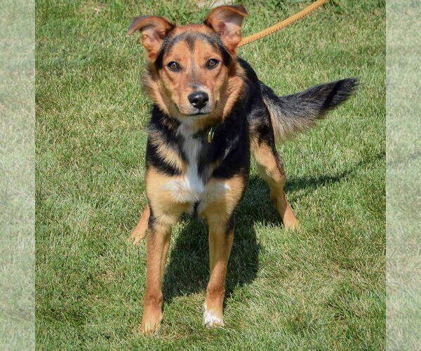 Medium Photo #4 Collie-German Shepherd Dog Mix Puppy For Sale in Huntley, IL, USA