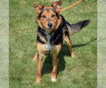 Small #3 Collie-German Shepherd Dog Mix