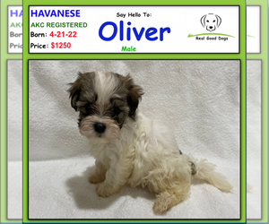 Havanese Puppy for sale in ALBION, IN, USA