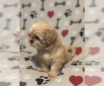 Small #3 Shih Tzu