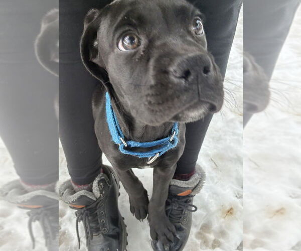 Medium Photo #11 Boweimar Puppy For Sale in Brewster, NY, USA