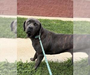 Mutt Dogs for adoption in Forestville, MD, USA