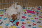 Small Photo #3 Lhasa Apso Puppy For Sale in ORO VALLEY, AZ, USA
