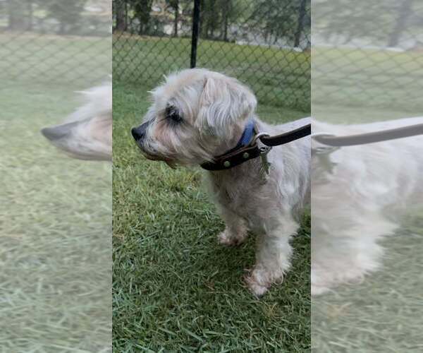 Medium Photo #3 Mutt Puppy For Sale in FRAMINGHAM, MA, USA