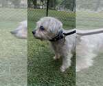 Small #2 Mutt