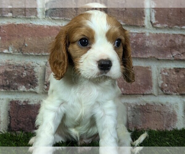 Medium Photo #3 Cavalier King Charles Spaniel Puppy For Sale in MOBERLY, MO, USA