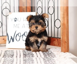 Yorkshire Terrier Puppy for sale in NAPLES, FL, USA