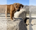 Small Photo #38 Rhodesian Ridgeback Puppy For Sale in MORONGO VALLEY, CA, USA