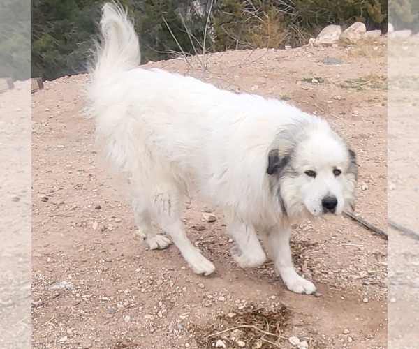 Medium Photo #1 Great Pyrenees Puppy For Sale in PLACITAS, NM, USA