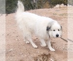 Small Photo #1 Great Pyrenees Puppy For Sale in PLACITAS, NM, USA