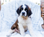 Small #4 Saint Bernard