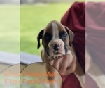 Small Photo #5 Boxer Puppy For Sale in WAUCHULA, FL, USA