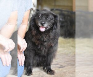 Unknown-pomeranian spitz Mix Dogs for adoption in Brewster, NY, USA