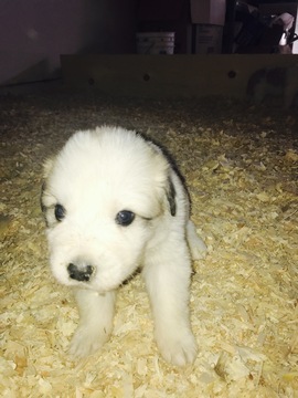 Medium Photo #1 Great Pyrenees Puppy For Sale in RENO, NV, USA