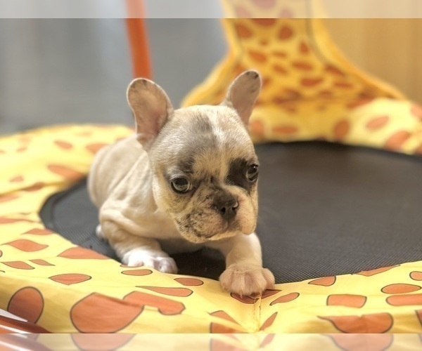 Medium Photo #15 French Bulldog Puppy For Sale in PHOENIX, AZ, USA