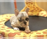 Small #14 French Bulldog