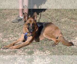 German Shepherd Dog Dogs for adoption in Bandera, TX, USA