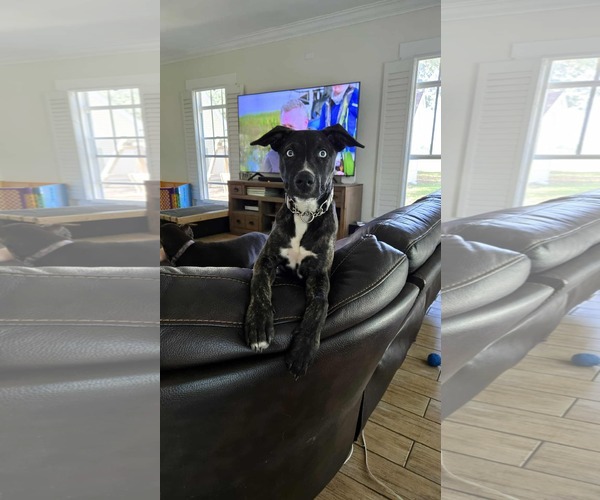 Medium Photo #2 Catahoula Leopard Dog-Whippet Mix Puppy For Sale in Valrico, FL, USA