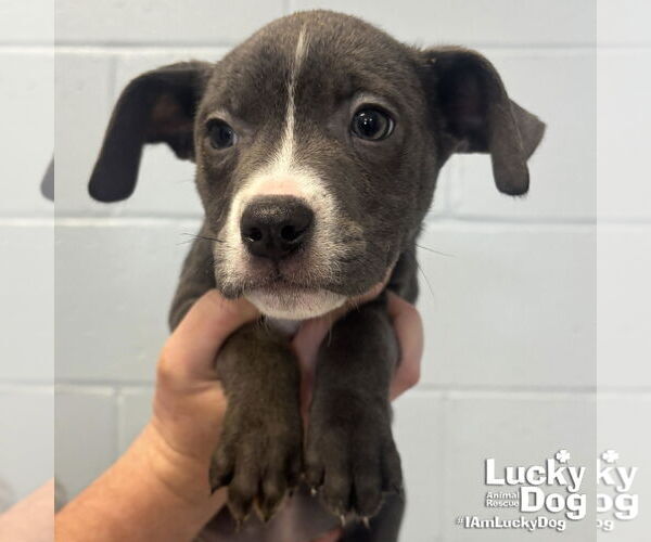 Medium Photo #1 Labrador Retriever-Unknown Mix Puppy For Sale in Washington, DC, USA