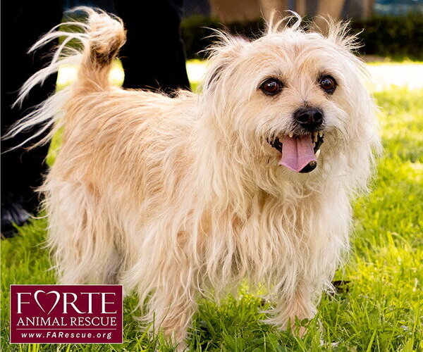 Medium Photo #6 Cairn Terrier-Tibetan Spaniel Mix Puppy For Sale in Marina del Rey, CA, USA