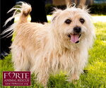 Small Photo #6 Cairn Terrier-Tibetan Spaniel Mix Puppy For Sale in Marina del Rey, CA, USA