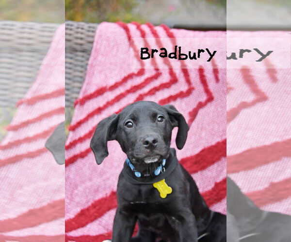 Medium Photo #1 Mutt Puppy For Sale in Sandy, UT, USA