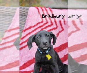 Mutt Dogs for adoption in Sandy, UT, USA