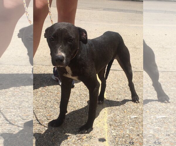 Medium Photo #2 Labrador Retriever-Unknown Mix Puppy For Sale in Slidell, LA, USA