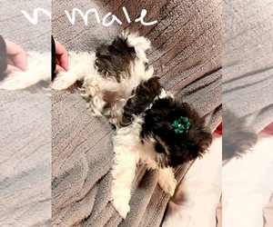 Shih Tzu Puppy for sale in ROGERSVILLE, AL, USA