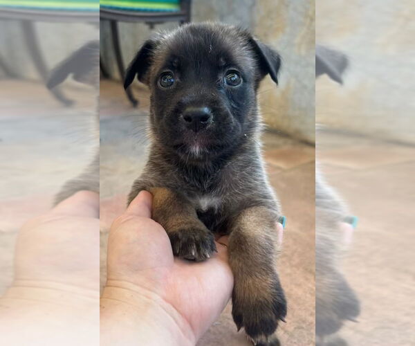 Medium Photo #1 Labrador Retriever-Unknown Mix Puppy For Sale in Dana Point, CA, USA