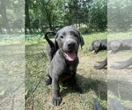 Small Photo #6 Labrador Retriever Puppy For Sale in DES MOINES, IA, USA
