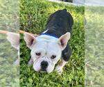 *BARBIE - Female Bulldog-Unknown Mix Dog for Adoption - Small photo