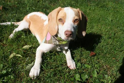 Medium Photo #1 Beagle Puppy For Sale in CROGHAN, NY, USA