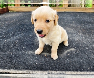 Golden Retriever Puppy for sale in LEON, KS, USA