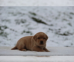 Small #1 Labrador Retriever