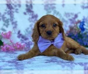 Golden Retriever Puppy for sale in LANCASTER, PA, USA