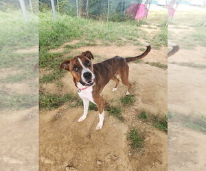 Mixer - Male Boxer-Unknown Mix Dog for Adoption - Photo #2