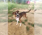 Small Photo #2 Boxer-Unknown Mix Puppy For Sale in Evansville, IN, USA