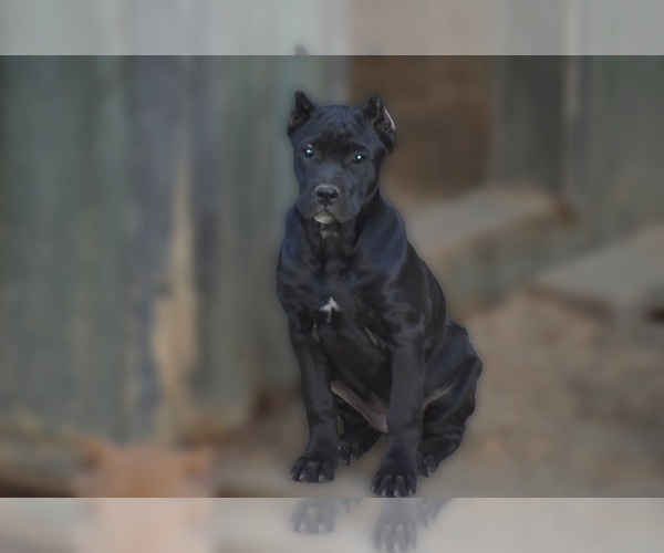 Medium Photo #1 Cane Corso Puppy For Sale in BIRMINGHAM, AL, USA