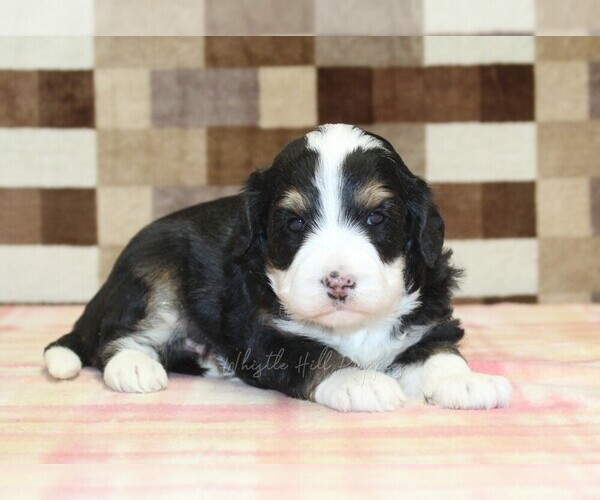Medium Photo #1 Bernedoodle (Miniature) Puppy For Sale in DENVER, PA, USA