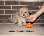 Small #1 ShihPoo