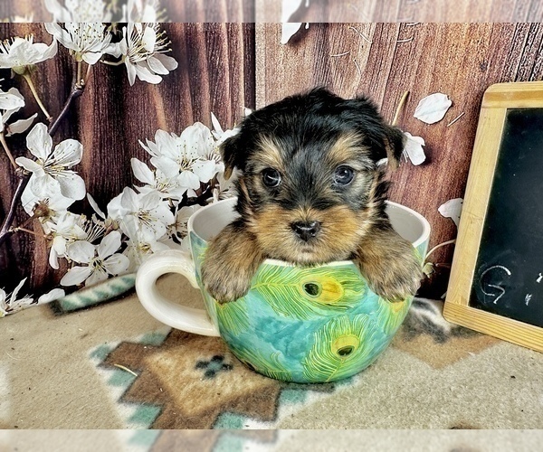 Medium Photo #12 Yorkshire Terrier Puppy For Sale in CASSVILLE, MO, USA