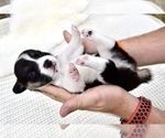 Small Photo #8 Pembroke Welsh Corgi Puppy For Sale in SOULSBYVILLE, CA, USA