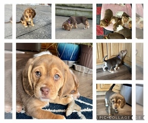 Beagle Puppy for sale in FALLS CITY, NE, USA