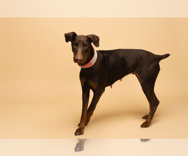Medium Photo #12 Doberman Pinscher Puppy For Sale in Buffalo, MN, USA