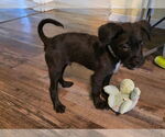 Small #3 Labrador Retriever-Pug Mix